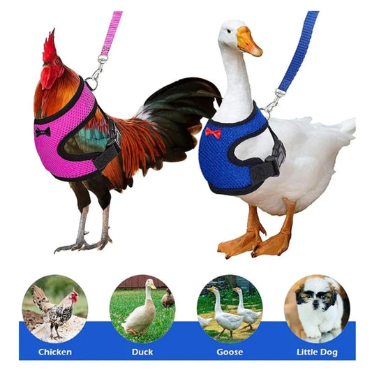 Pet Duck Chicken Poultry Chicken Clothes Chicken Vest Hen Belt Pet Harness Matching Collars Bow Poultry Supplies